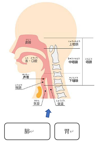 声の仕組み さいとう耳鼻咽喉科クリニック