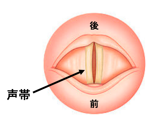 声帯を上から見た図